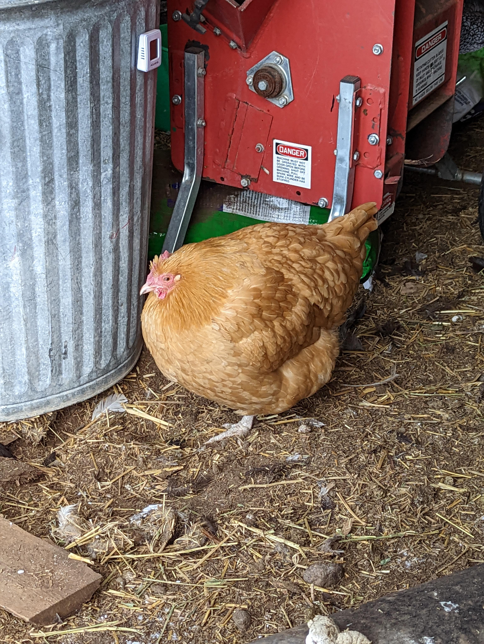 spherical chicken